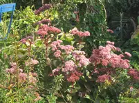 016.webp