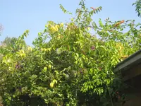 030.webp