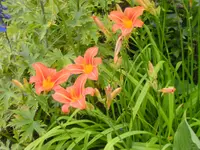 garten4 009.webp