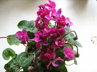 IMG_2700.webp