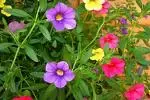 blume.webp