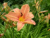 Taglilienblüte nach Regen.webp