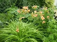 Taglilienbusch.webp