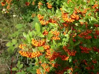 Rosaceae01.webp