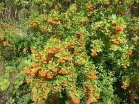 Rosaceae02.webp