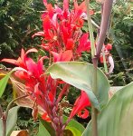 IMGP2876 2009-09-20 - canna.JPG