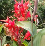 IMGP2876 2009-09-20 - canna.webp