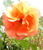 IMGP2881 2009-09-20 - rose rosa-orange.webp
