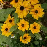 IMGP2883 - rudbeckie.webp