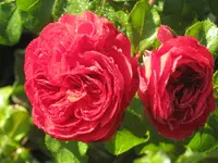 015.webp