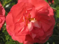 032.webp