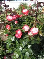 IMG_7238.webp