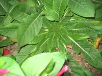 IMG_0260.webp