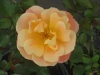 garten 09 001.webp