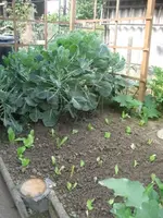 garten 09 003.webp