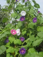 garten 09 005.webp