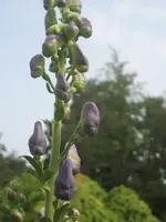 garten 09 009.webp