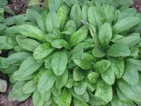 garten 09 013.webp