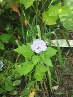 garten 09 008.webp