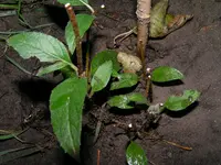PICT0006.webp