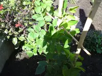 Clematis 1.webp
