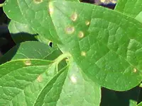 clematis 3.webp