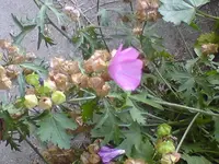 saamen 1.webp