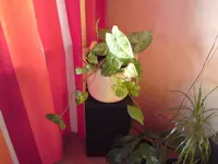 Nadine 1.webp