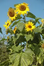 DSC_7115.webp