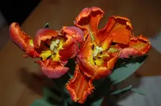 8813.webp