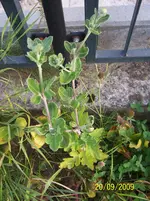100_2146.webp