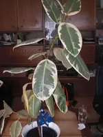 CIMG0506.webp