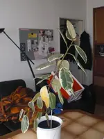 CIMG0508.webp