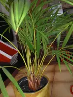 CIMG0510.webp