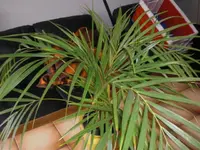 CIMG0509.webp