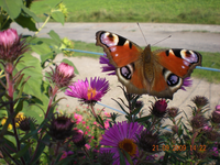 Jannes 017.webp