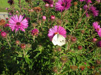 Jannes 023.webp