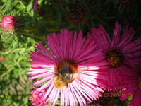 Jannes 024.webp