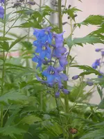 2009 -5 Garten Rittersporn 135.webp