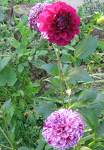 IMG_2717.webp