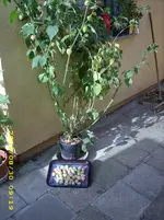 JD500013.webp