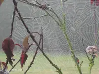 IMG_5490 Spinnnetz  Nebel.webp