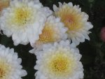 IMG_5435 Chrysanthene.jpg