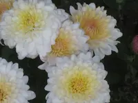 IMG_5435 Chrysanthene.webp