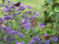 IMG_5467  Astern mit Distel und Tagpfauenauge.webp