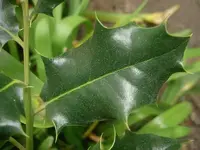 Ilex v.webp