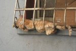 Katzen schlafen ueberall   L. g v.jpeg