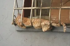 Katzen schlafen ueberall   L. g v.webp