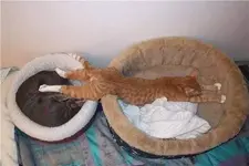 Katzen schlafen ueberall   L. h v.webp