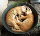 Katzen schlafen ueberall   L. i v.webp